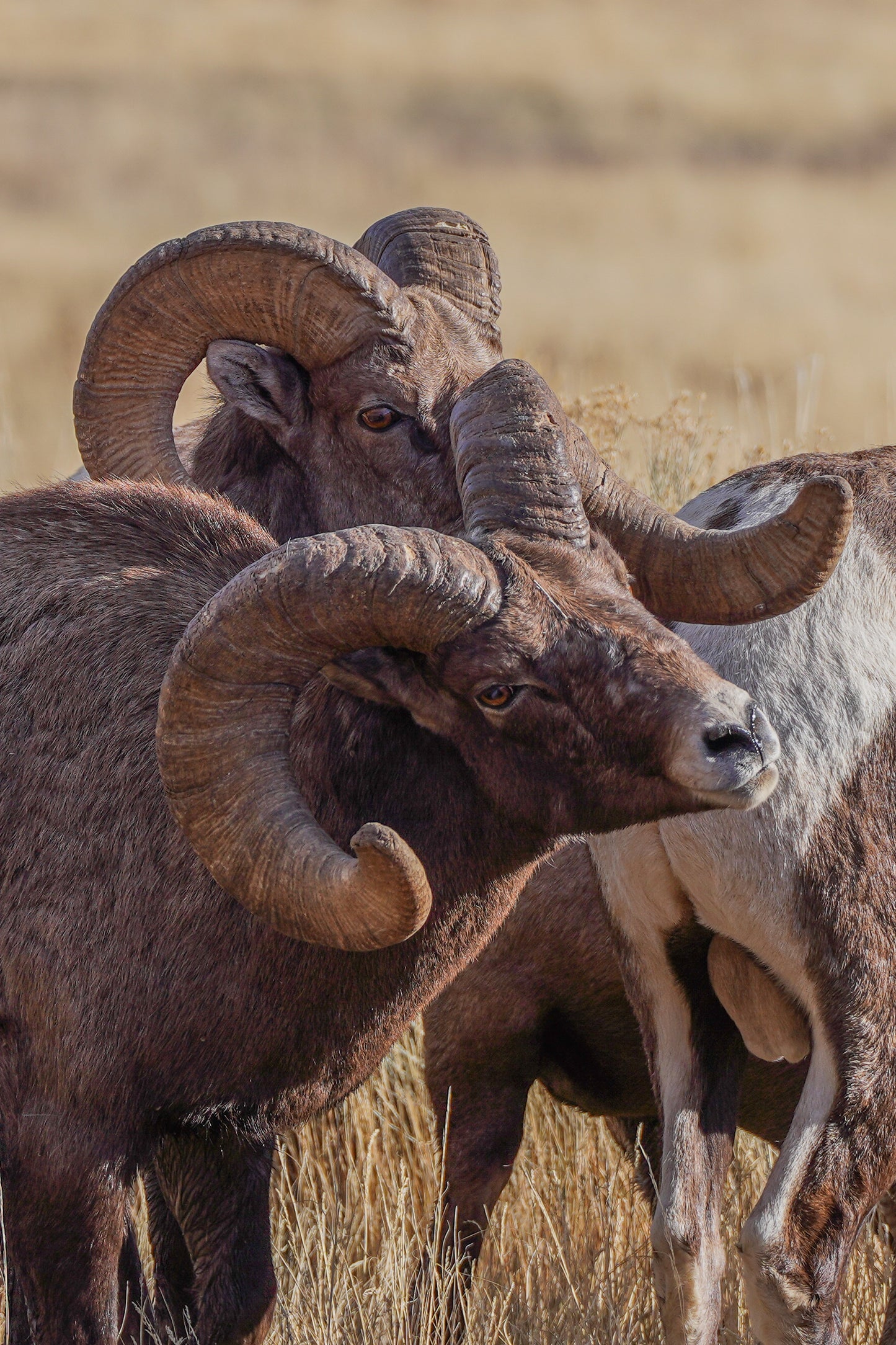Face of the High Country