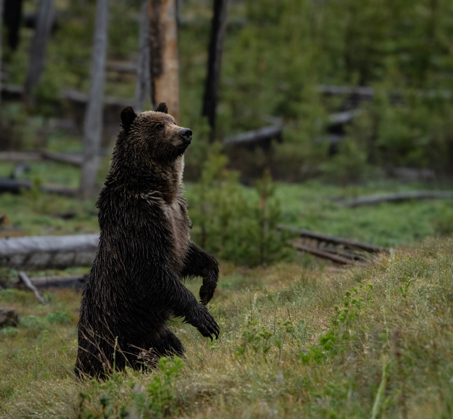 Standing Watch