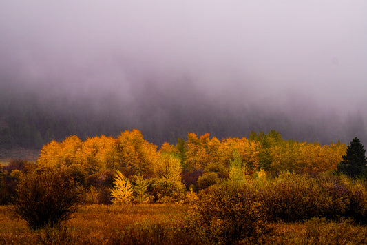 Beneath the Fog