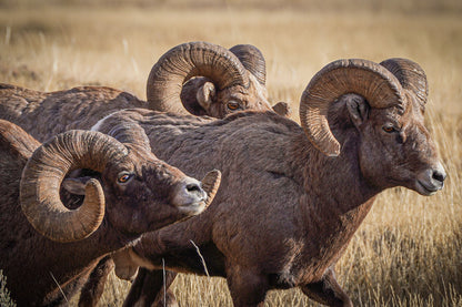 Kings of High Country