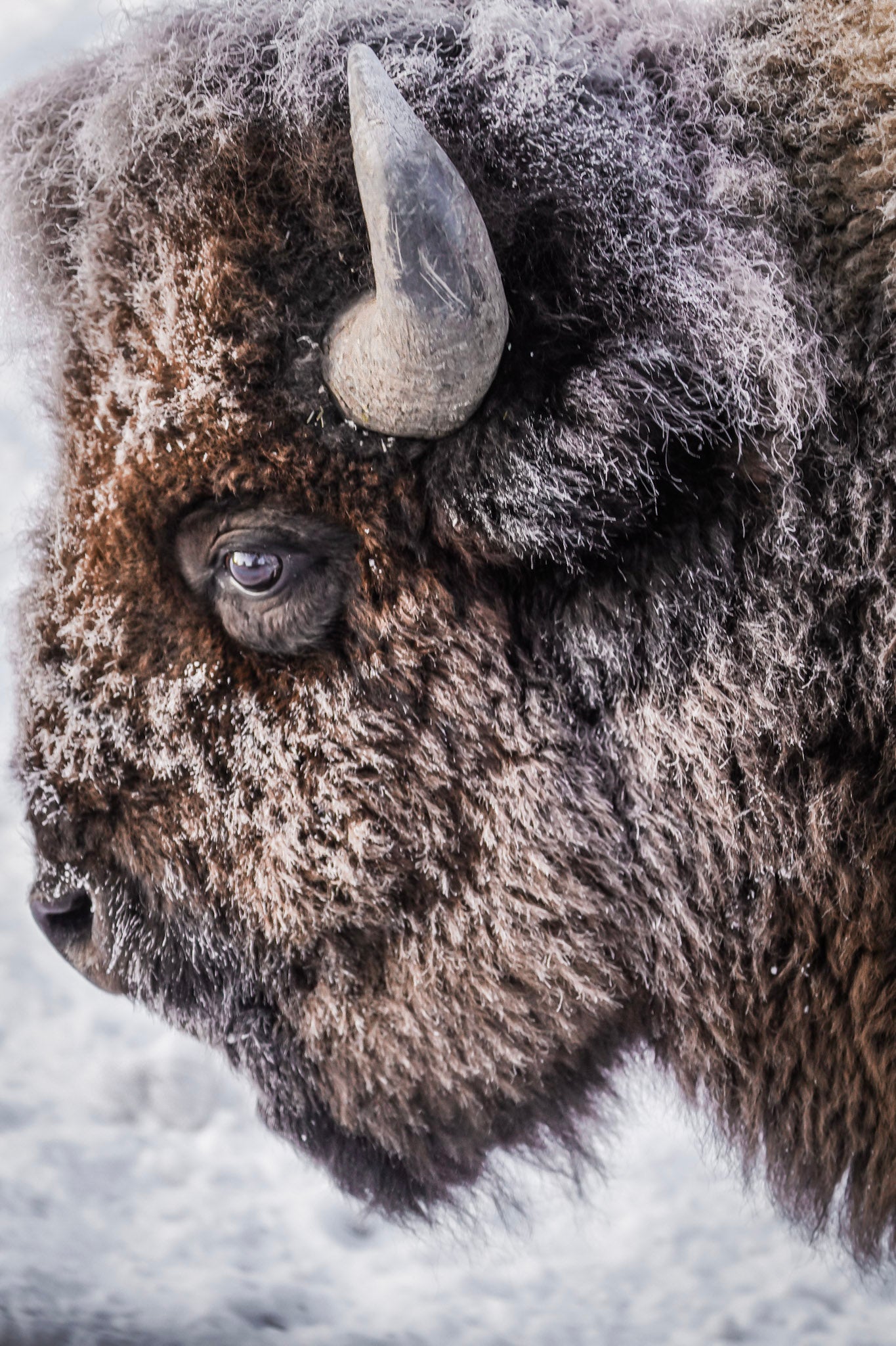 Enduring Winter