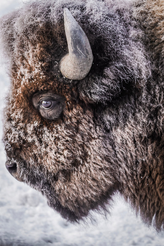 Enduring Winter
