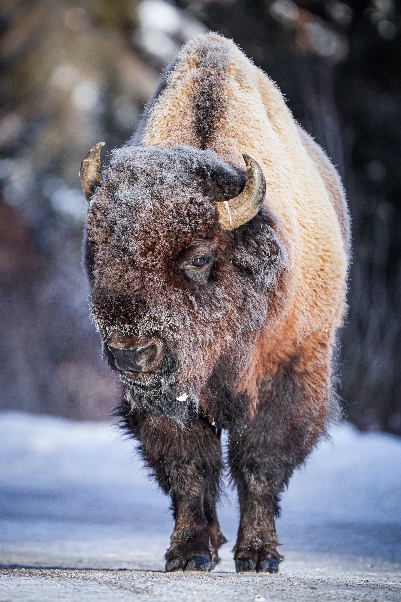 Frosted Bison