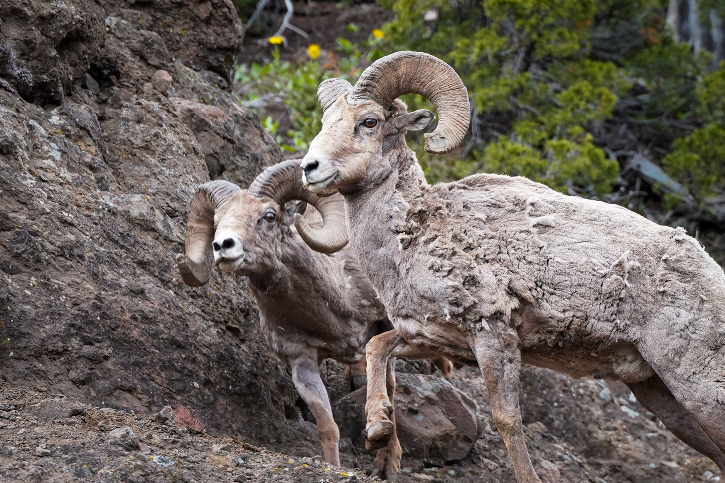 Bighorns