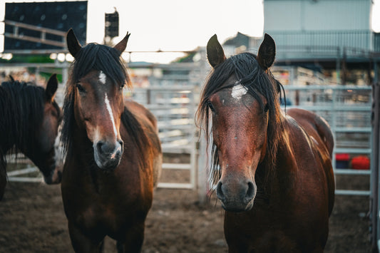 Whispers of the West