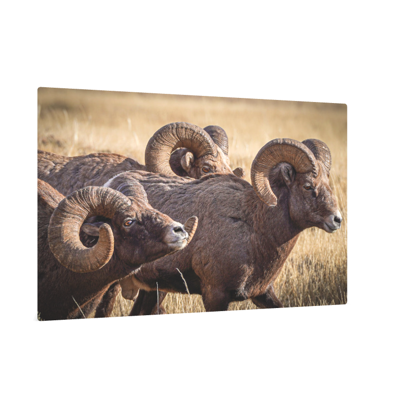 Kings of High Country